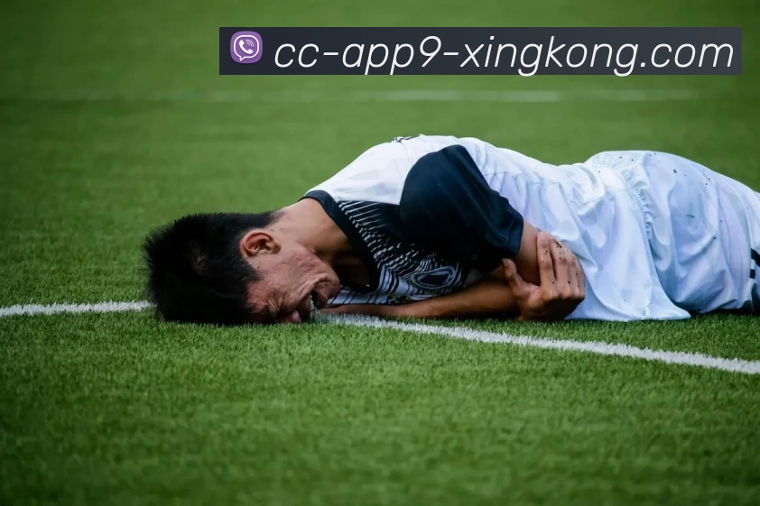 星空体育平台生态图
